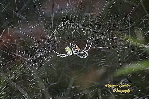 Tropical Tent-web spider (Cyrtophora) w/prey  Cyrtophora moluccensis,Dome Tent Spider,Geotagged,Indonesia,Summer