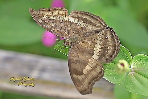 The Chocolate Pansy, Junonia Iphita - upperside  Chocolate soldier,Geotagged,Indonesia,Junonia iphita,Summer