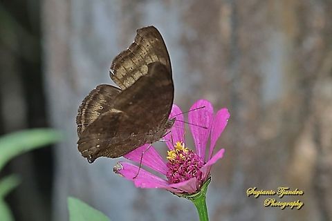 The Chocolate Pansy, Junonia Iphita - lowerside  Chocolate soldier,Geotagged,Indonesia,Junonia iphita,Summer