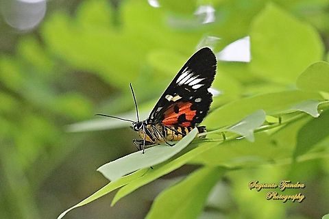 Dayflying Moth, Episteme bisma  Geotagged,Indonesia,Summer
