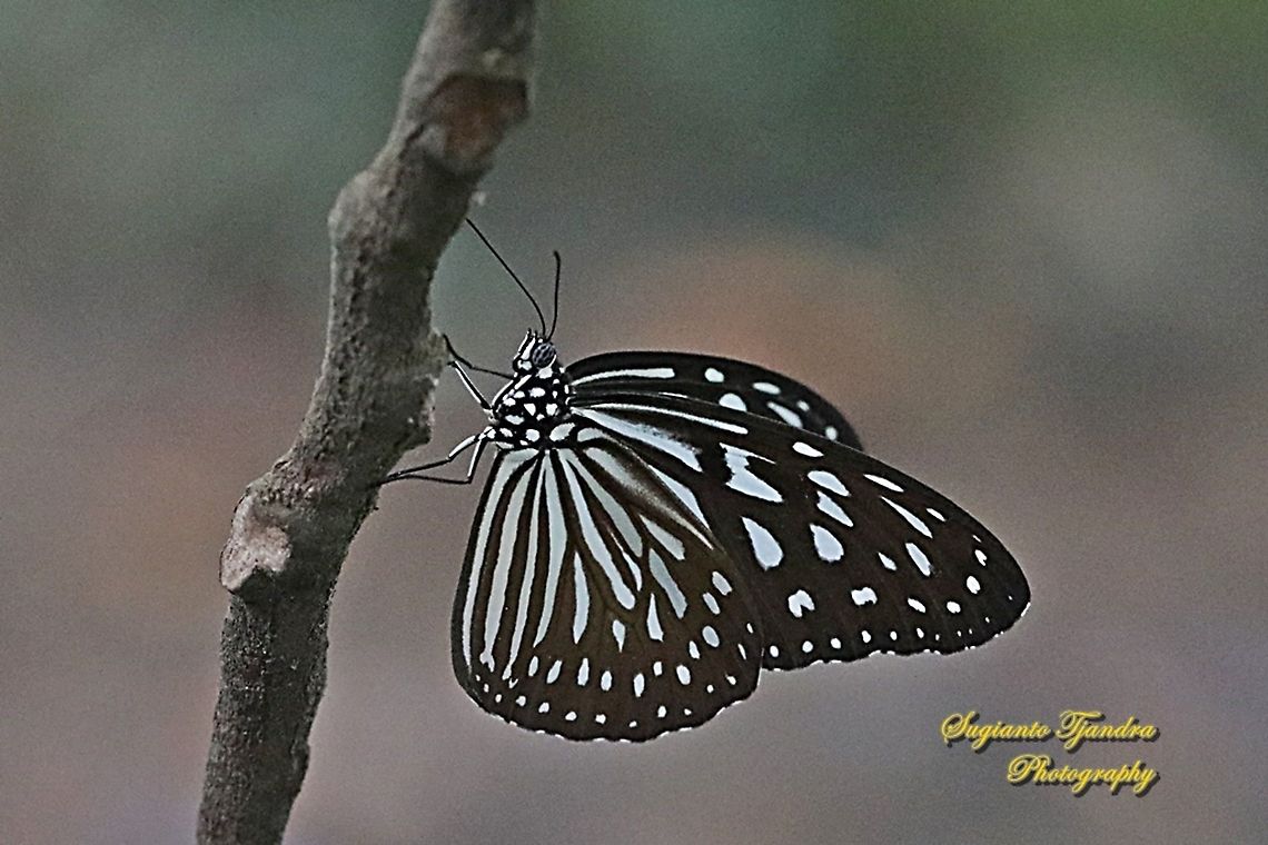 The Blue Glassy Tiger Butterfly  (Ideopsis vulgaris)  Blue Glassy Tiger,Geotagged,Ideopsis vulgaris,Indonesia,Summer