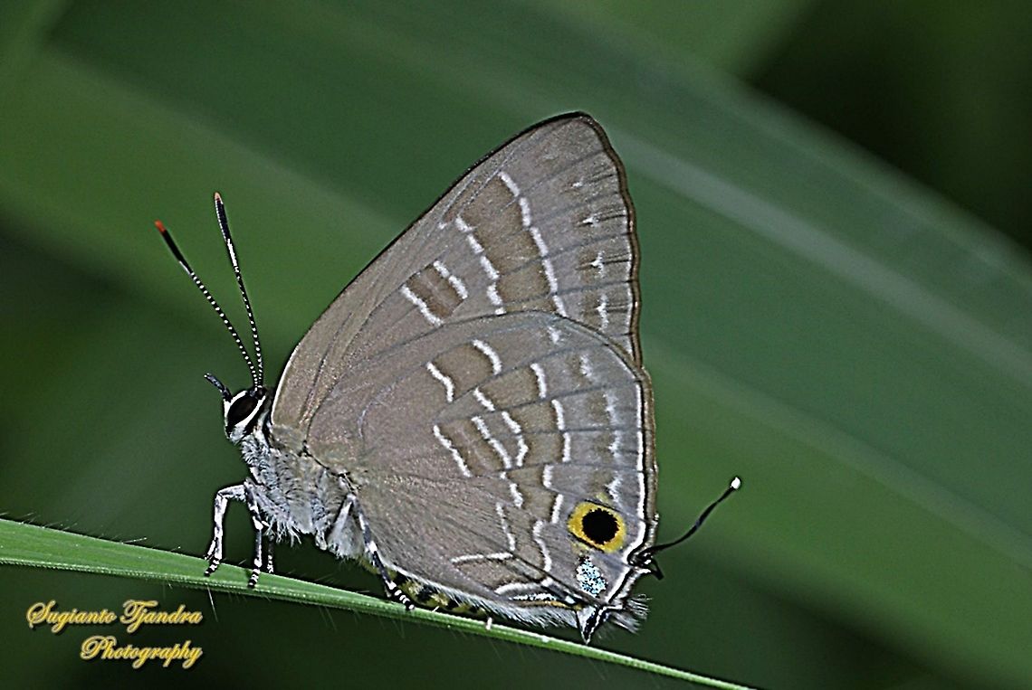 The Cornelian, Deudorix epijarbas cinnabarus, Lycaenidae  Cornelian,Deudorix epijarbas,Geotagged,Indonesia,Summer