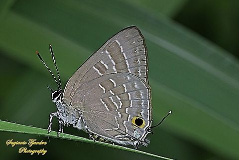 The Cornelian, Deudorix epijarbas cinnabarus, Lycaenidae  Cornelian,Deudorix epijarbas,Geotagged,Indonesia,Summer