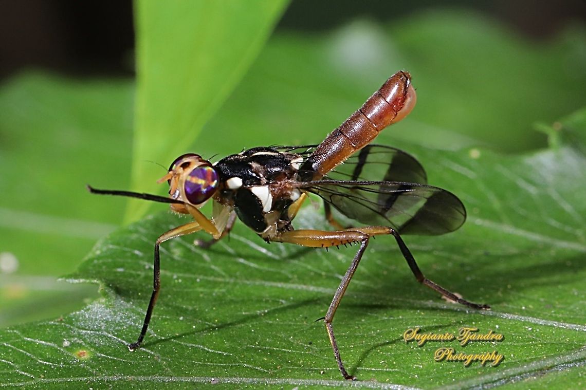 Fruit Fly, Adrama Sp (Platystomatidae)  Geotagged,Indonesia,Summer