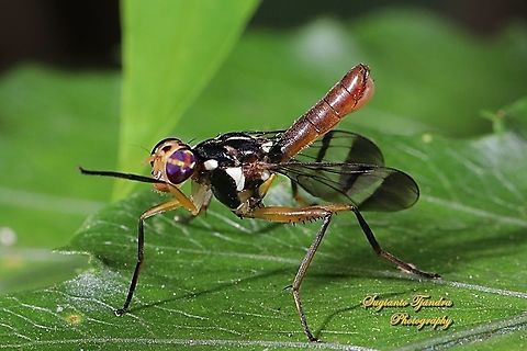 Fruit Fly, Adrama Sp (Platystomatidae)  Geotagged,Indonesia,Summer