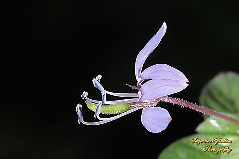 Purple Cleome, Cleome rutidosperma  Cleome rutidosperma,Geotagged,Indonesia,Summer
