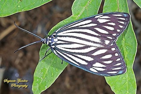 Burnet moth (Zygaenidae)  Geotagged,Indonesia,Summer