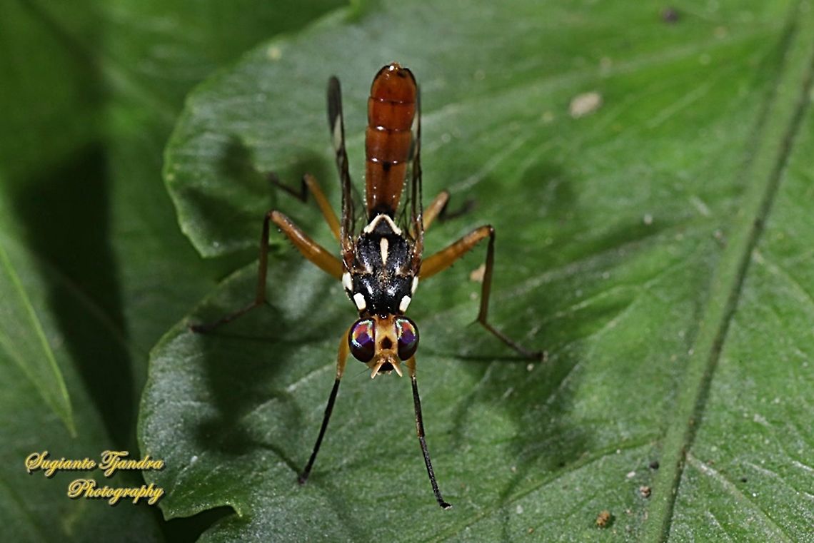 Fruit Fly, Adrama Sp (Platystomatidae)  Geotagged,Indonesia,Summer