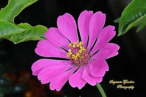 Pink Zinnia flower  Geotagged,Indonesia,Summer
