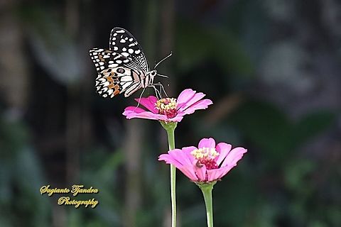 Common Lime butterfly (Papilio demoleus)  Common Lime Butterfly,Geotagged,Indonesia,Papilio demoleus,Summer