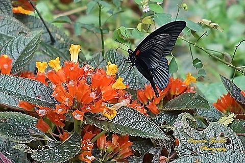 Great Mormon Butterfly, Papilio Memnon Memnon "sucking nectar on the sunset bells flowers (Chrysothemis pulchella)" - Male  Geotagged,Great Mormon,Indonesia,Papilio memnon,Summer