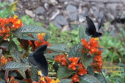 Great Mormon Butterflies, Papilio Memnon Memnon "flying over the sunset bells flowers (Chrysothemis pulchella)" - Male  Geotagged,Great Mormon,Indonesia,Papilio memnon,Summer