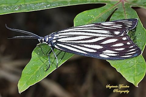 Burnet moth (Zygaenidae)  Geotagged,Indonesia,Summer