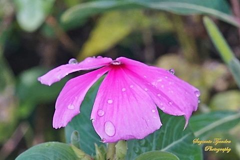 Tapak Dara / Madagascar Periwinkle, Apocynaceae  Catharanthus roseus,Geotagged,Indonesia,Madagascar rosy periwinkle,Summer