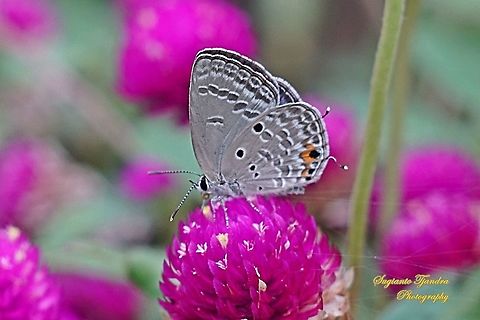 The Plains Cubid/Cycad Blue Butterfly (Chilades pandava)  Chilades pandava,Geotagged,Indonesia,Plains Cupid,Summer