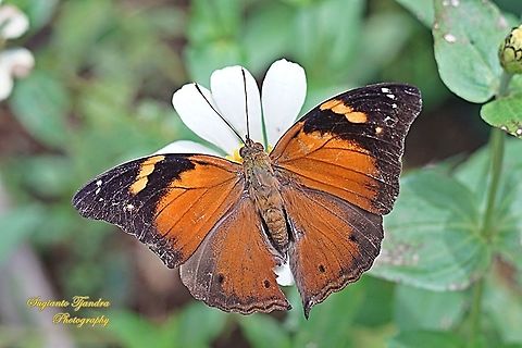 Autumn leaf butterfly, Doleschallia bisaltide (upperside)  Autumn leaf,Doleschallia bisaltide,Geotagged,Indonesia,Summer