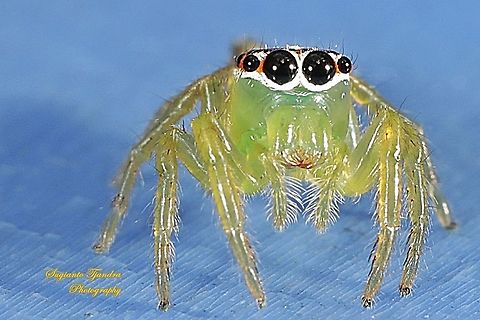 Jumping Spider  Geotagged,Indonesia,Summer