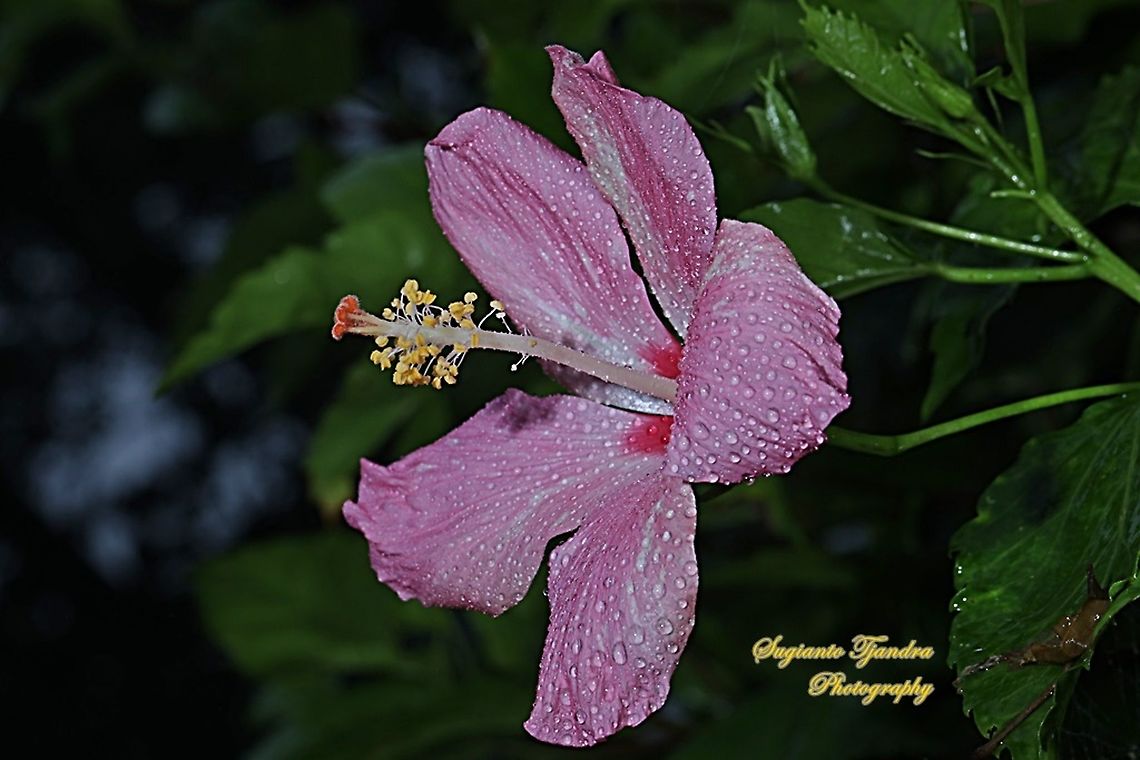 Pink Hibiscus flower  Geotagged,Indonesia,Summer