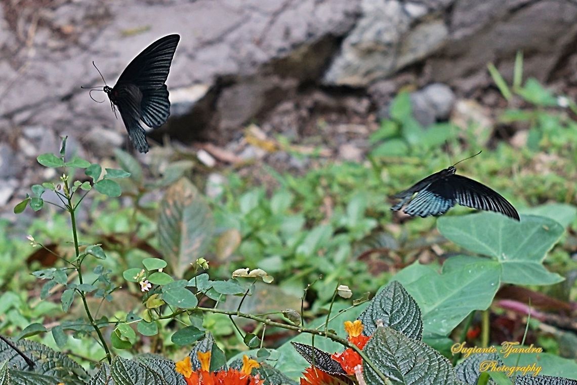 Great Mormon Butterflies, Papilio Memnon Memnon "flying different directions)" - Male  Geotagged,Great Mormon,Indonesia,Papilio memnon,Summer
