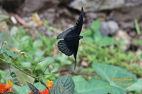 Great Mormon Butterflies, Papilio Memnon Memnon "flying away)" - Male  Geotagged,Great Mormon,Indonesia,Papilio memnon,Summer