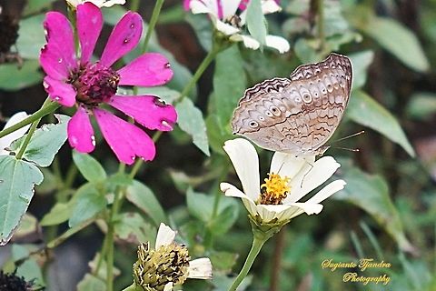 Grey Pansy Butterfly, Junonia atlites - lower side "taking off"  Geotagged,Gray pansy,Indonesia,Junonia atlites,Summer