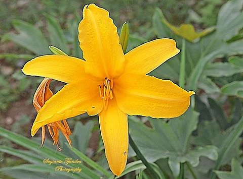 Yellow Lily flower, Lilium  Geotagged,Indonesia,Summer