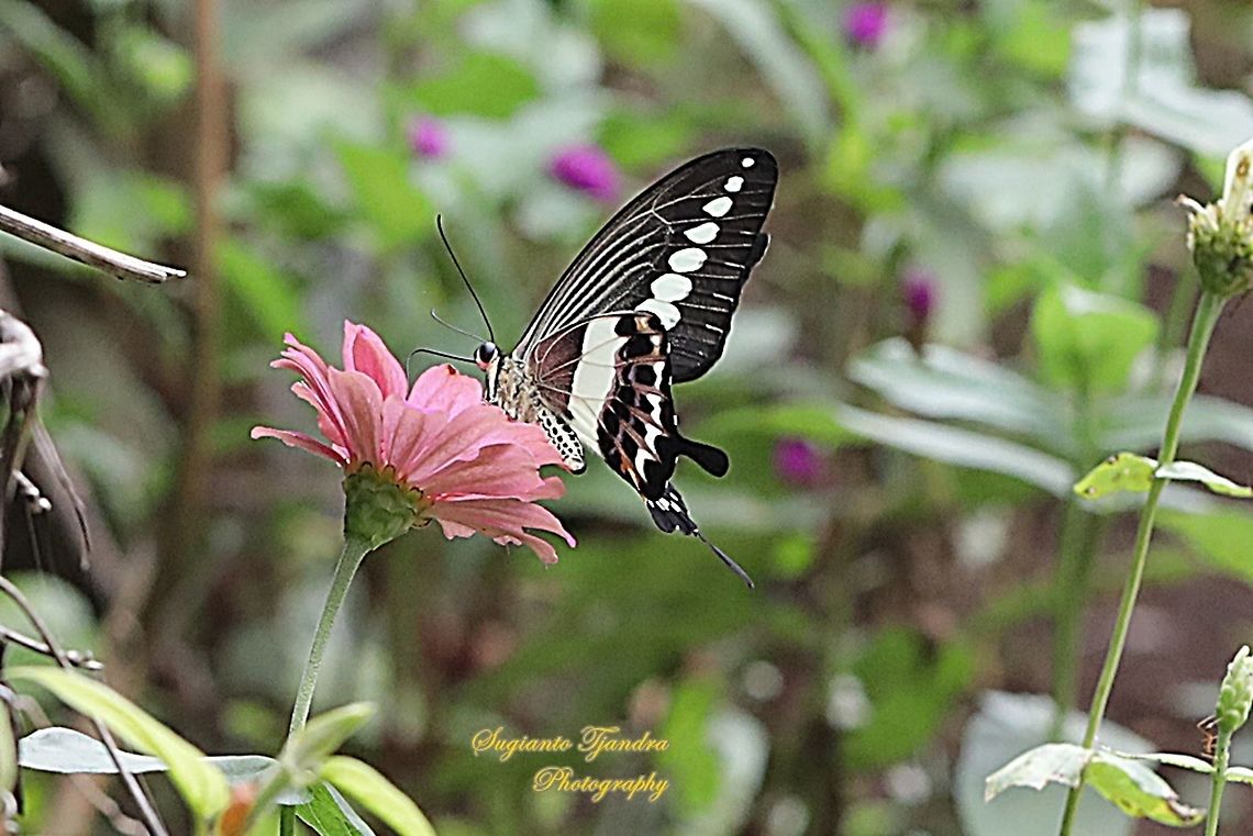 Papilio demolion demolion, the banded swallowtail "sucking nectar on the zinnia flower"  Banded Swallowtail,Geotagged,Indonesia,Papilio demolion,Summer