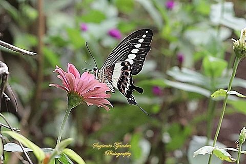 Papilio demolion demolion, the banded swallowtail "sucking nectar on the zinnia flower"  Banded Swallowtail,Geotagged,Indonesia,Papilio demolion,Summer