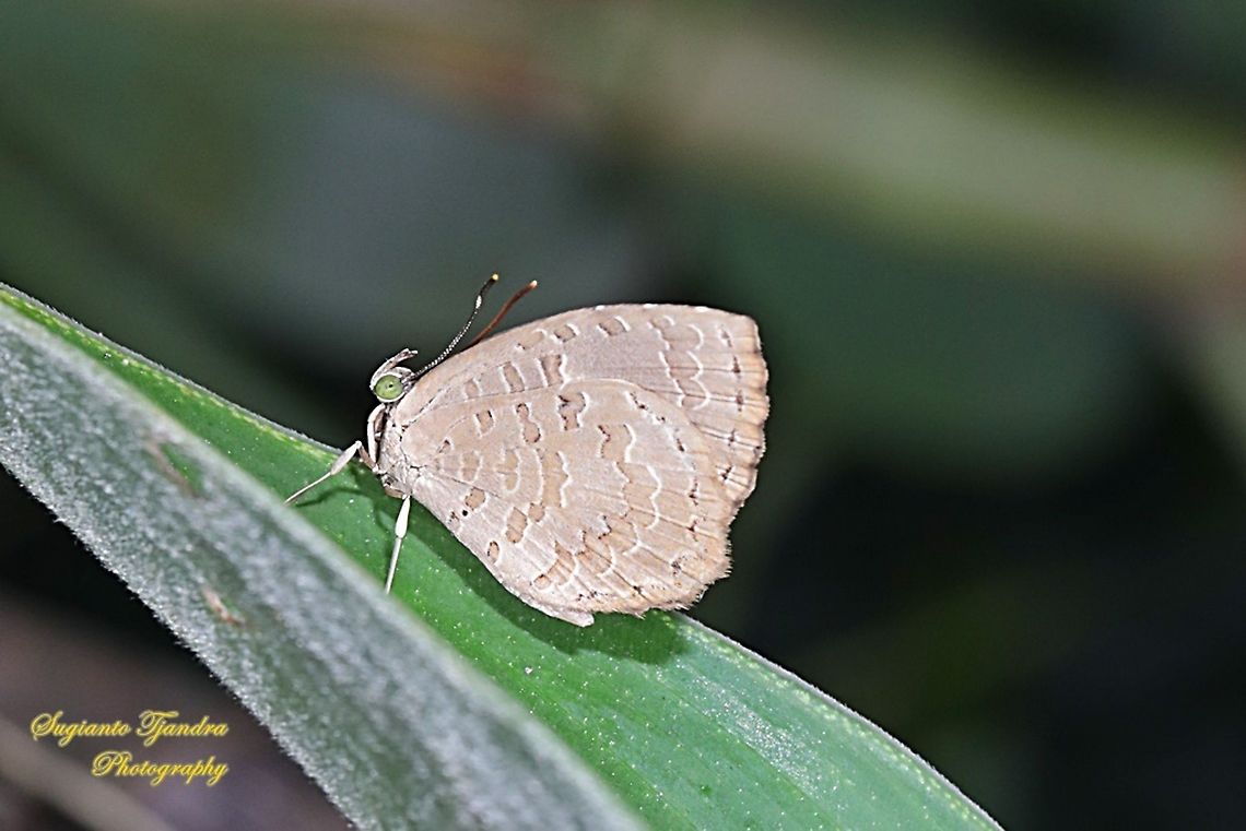 Bigg's Brownie Butterfly (Miletus biggsii biggsii)  Biggs brownie,Geotagged,Indonesia,Miletus biggsii,Summer