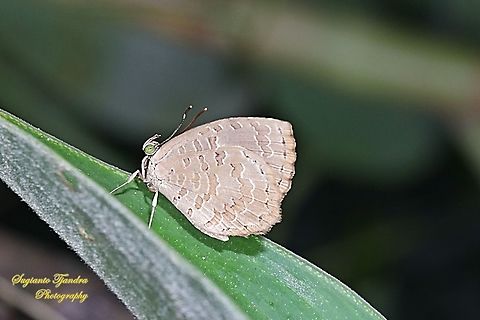 Bigg's Brownie Butterfly (Miletus biggsii biggsii)  Biggs brownie,Geotagged,Indonesia,Miletus biggsii,Summer