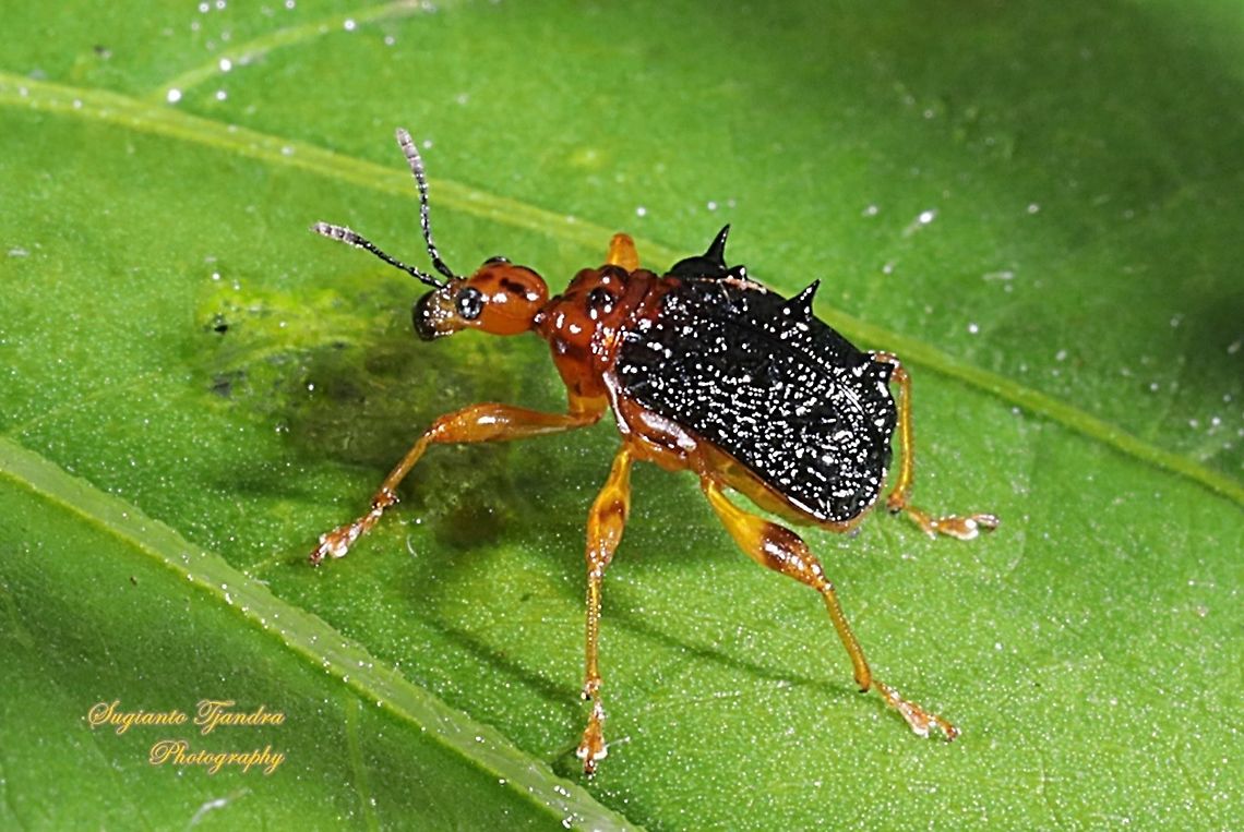 Spiny Giraffe Weevil (Cycnotrachelus sp), Hoplapoderus hystrix  Geotagged,Hoplapoderus hystrix,Indonesia,Summer
