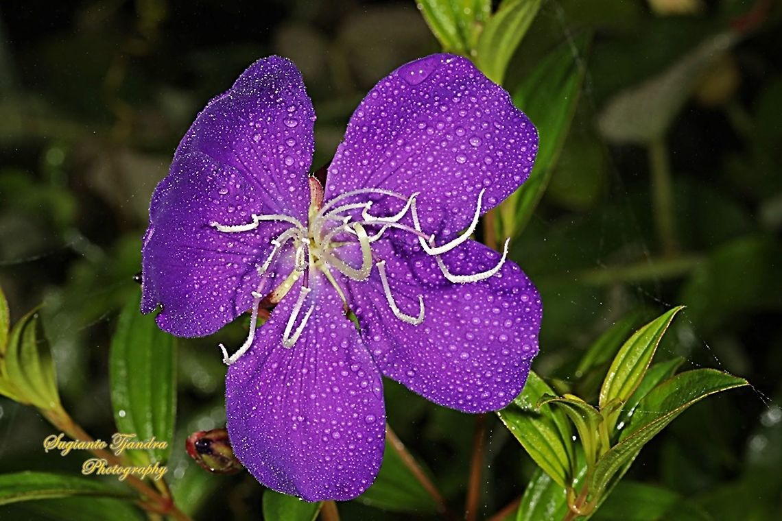 Princess Flower, Tibouchina urvilleana (Melastomataceae Sp)  Geotagged,Indonesia,Summer,Tibouchina urvilleana