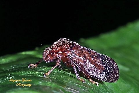 Brown Froghopper (Cercopidae)  Geotagged,Indonesia,Summer
