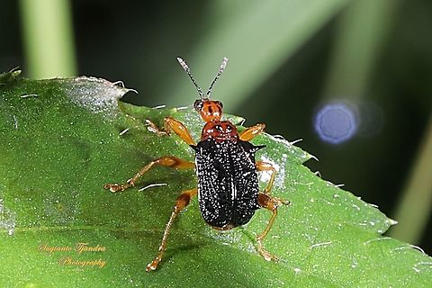 Spiny Giraffe Weevil (Cycnotrachelus sp), Hoplapoderus hystrix  Geotagged,Hoplapoderus hystrix,Indonesia,Summer