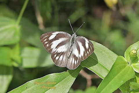 The Striped Albatross Butterfly, Appias olferna olferna - Female, Upperside  Appias olferna,Eastern striped albatross,Geotagged,Indonesia,Summer