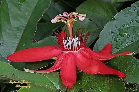 The Crimson Passion Flower, PassifloraVitifolia (Passifloraceae)  Crimson passion flower,Geotagged,Indonesia,Passiflora vitifolia,Summer