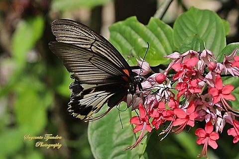 Great Mormon Butterfly, Papilio memnon memnon f. hiera (Papilionidae) - female "sucking nectar on the Pink Bleeding Heart Vine, Clerodendrum speciosum"  Geotagged,Great Mormon,Indonesia,Papilio memnon,Summer