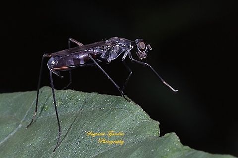 Stilt-legged fly, Micropezidae Sp  Geotagged,Indonesia,Summer