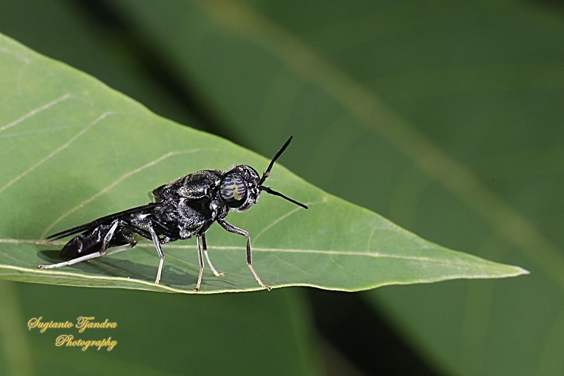 Black Soldier Fly, Hermetia illucens  Geotagged,Hermetia illucens,Indonesia,Summer