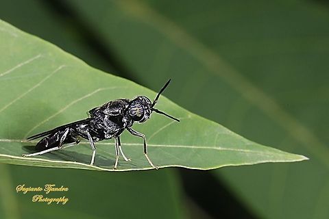Black Soldier Fly, Hermetia illucens  Geotagged,Hermetia illucens,Indonesia,Summer