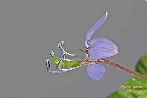 Purple Cleome, Cleome rutidosperma  Cleome rutidosperma,Geotagged,Indonesia,Summer