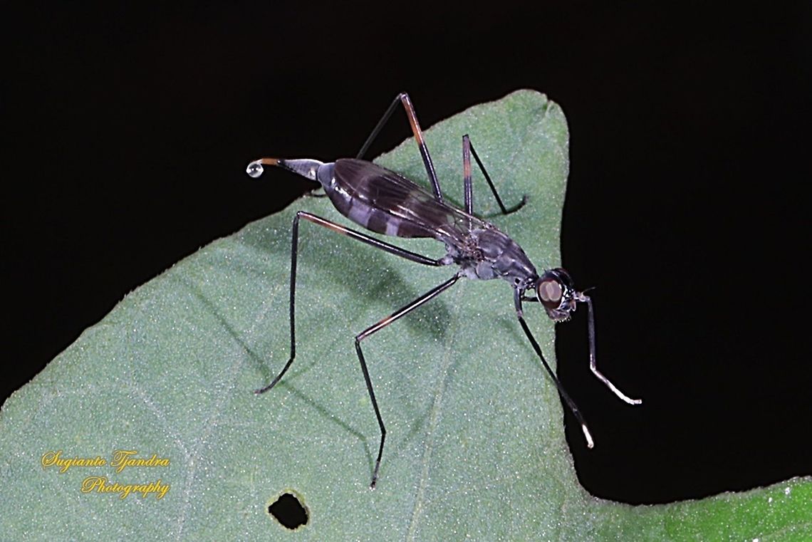 Stilt-legged fly, Micropezidae Sp  Geotagged,Indonesia,Summer