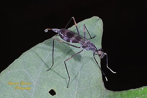 Stilt-legged fly, Micropezidae Sp  Geotagged,Indonesia,Summer