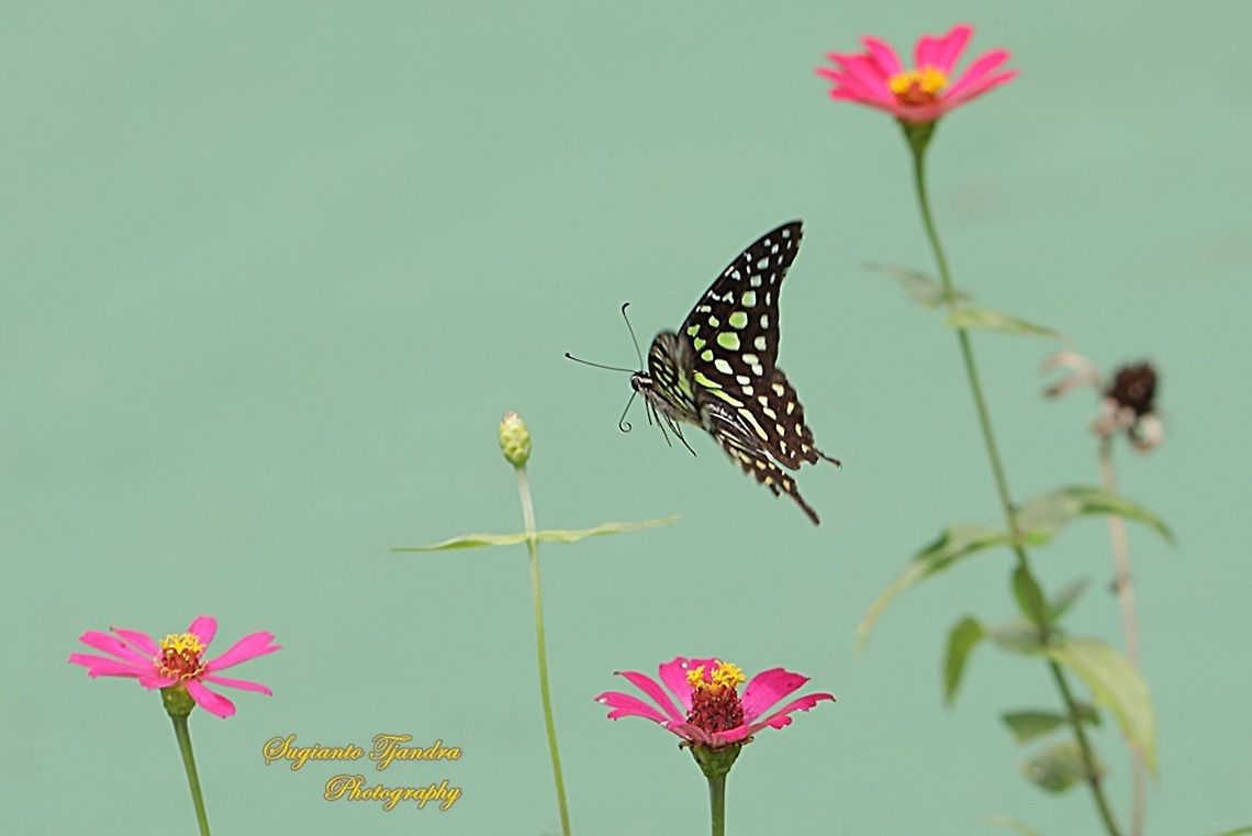 The Tailed Jay Butterfly, Graphium agamemnon - "flying over Zinnia flowers"  Geotagged,Graphium agamemnon,Indonesia,Summer,Tailed Jay