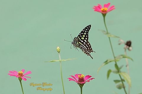 The Tailed Jay Butterfly, Graphium agamemnon - "flying over Zinnia flowers"  Geotagged,Graphium agamemnon,Indonesia,Summer,Tailed Jay