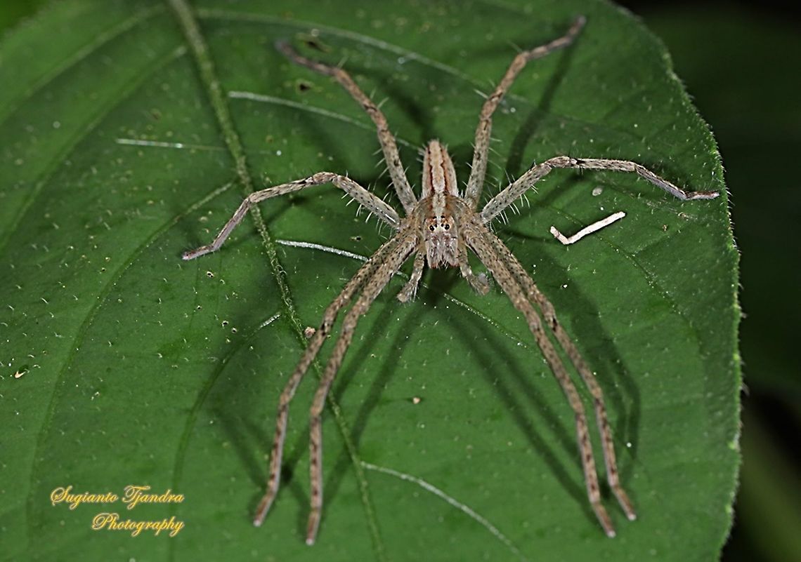 Hauntsman spider, Heteropoda ocyalina ( family Sparassidae)  Geotagged,Indonesia,Summer
