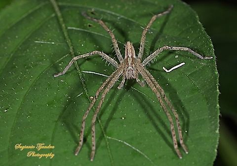 Hauntsman spider, Heteropoda ocyalina ( family Sparassidae)  Geotagged,Indonesia,Summer