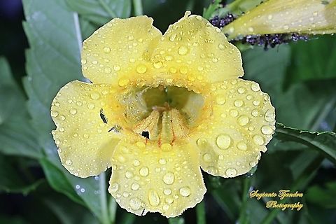 Yellow trumpetbush/Tecoma stans, Bignoniaceae  Geotagged,Indonesia,Summer