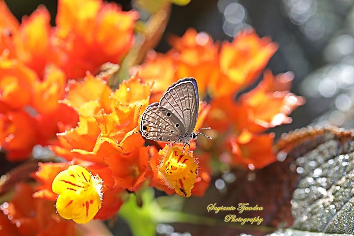The Plains Cubid/Cycad Blue Butterfly (Chilades pandava)  Chilades pandava,Geotagged,Indonesia,Plains Cupid,Summer