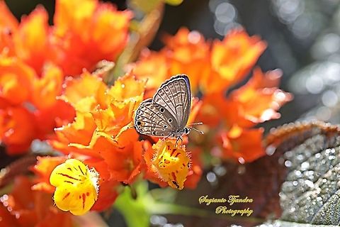 The Plains Cubid/Cycad Blue Butterfly (Chilades pandava)  Chilades pandava,Geotagged,Indonesia,Plains Cupid,Summer